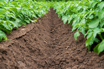 Rows of young potato plants on the field