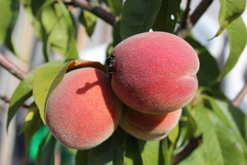 Homemade peaches, peach in garden