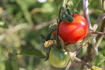 Bio organic tomatoe in garden