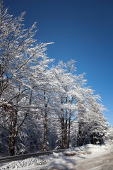 Snow-covered trees in the sunshine.