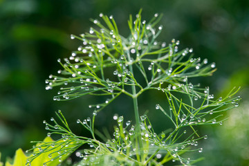 Fototapeta na wymiar dew drops over dill plants - selective focus, copy space