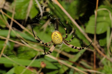 Spinne Wespenspinne, Zebraspinne im Netz, Argiope bruennichi