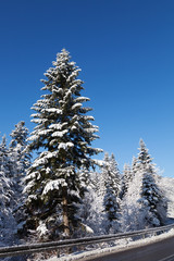 Winter landscape. Coniferous trees covered with snow.