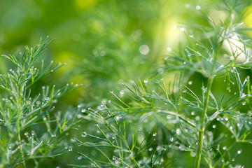 dew drops over dill plants - selective focus, copy space