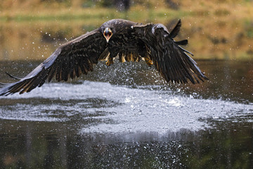 Young White-tailed eagle close flyingabove water