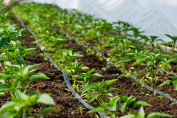 greenhouse with pepper plant and drip irrigation - selective focus