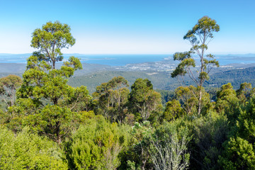 Obraz premium view of lowlands through mountain forest, mount wellington, Tasmania