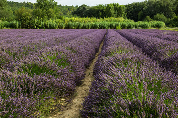 Fototapeta na wymiar Lavender field in Provence.