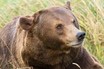 Brown Bear