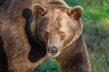 Brown Bear