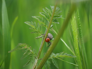Araignée grise mangeant une coccinelle rouge à points noirs sur une feuille d'herbe ombellifère