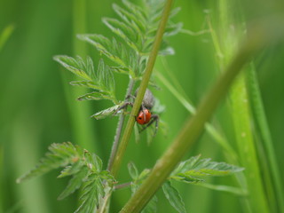 Araignée grise mangeant une coccinelle rouge à points noirs sur une feuille d'herbe ombellifère