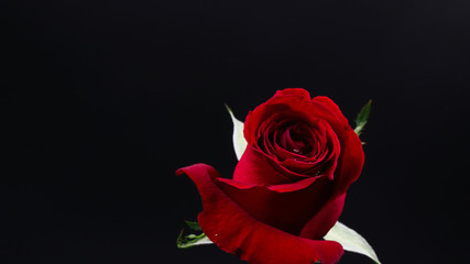 Pretty Dark red rose on black background