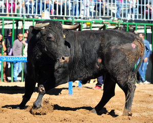 bull