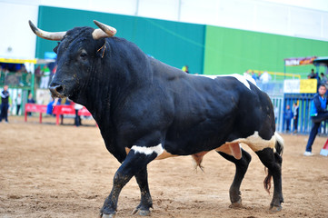 bull