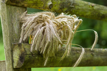 A sheaf of wheat near an old wooden fence.