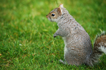 portrait of small squirrel in park