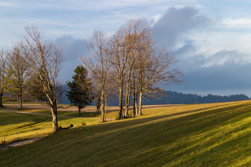 Baumgruppe mit Wiesen im Herbst