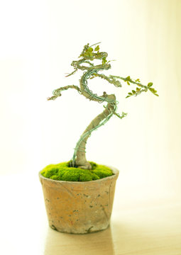 bonsai tree in pot.