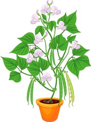 Flowering bean plant in flower pot with green leaves and pods isolated on white background