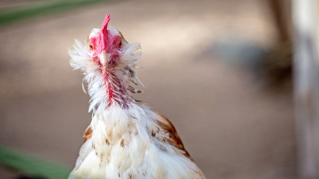 Funny Ugly Chicken Closeup With Copy Space