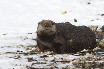 Sea otter which lies on the beach in the sand on a winter day