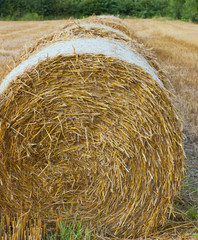 Reihe von Heuballen, Strohballen auf einem abgeernteten Weizenfeld