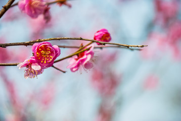 Plum blossoms in early spring