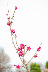 Plum blossoms