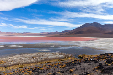 Laguna Colorada Flamingoes, Uyuni, Bolivia