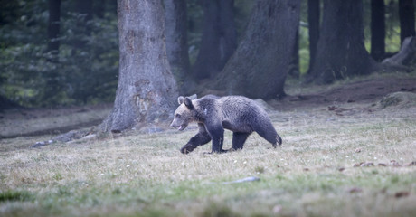 bear whelp  outcoming from the forest in Romania, Lake St Ana.