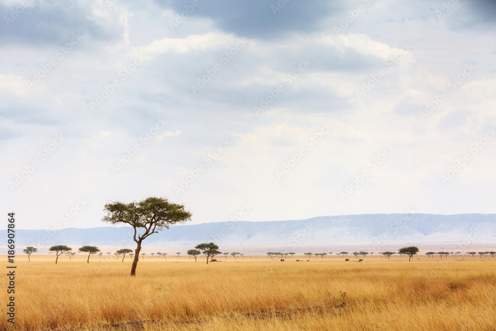 Wall mural kenya open field with elephants in background