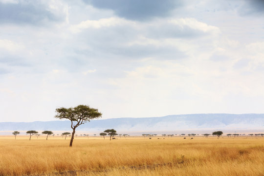 Fototapeta Kenya Open Field With Elephants in Background