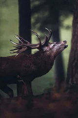 Poster Im Rahmen Bellowing red deer stag in autumn pine forest. Side view. © ysbrandcosijn