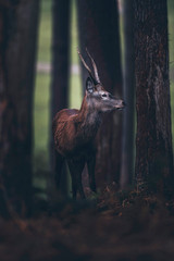 Red deer with pointed antlers in dark autumn pine forest.
