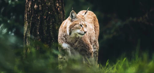 Fotobehang Lynx Euraziatische lynx (lynx lynx) wandelen in het gras in het bos.