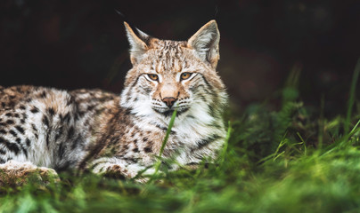 Fototapeta premium Eurasian lynx lying in grass looking towards camera.