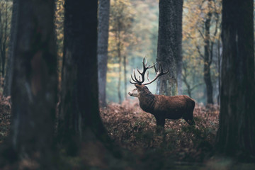 Dark autumn forest with red deer stag standing between brown colored ferns. Side view.