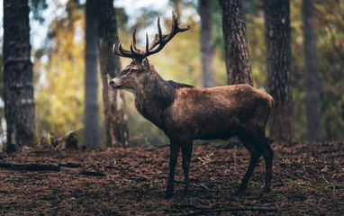 Red deer male in fall pine tree forest. Side view.