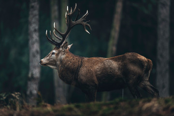 Red deer stag with big antlers in dark pine forest. Side view.