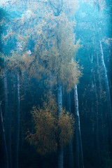 Fototapeta na wymiar Misty autumn forest with yellow colored fir trees.