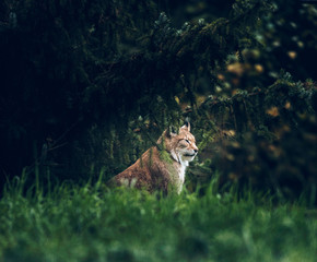 Eurasian lynx (lynx lynx) sitting under fir trees. Side view.