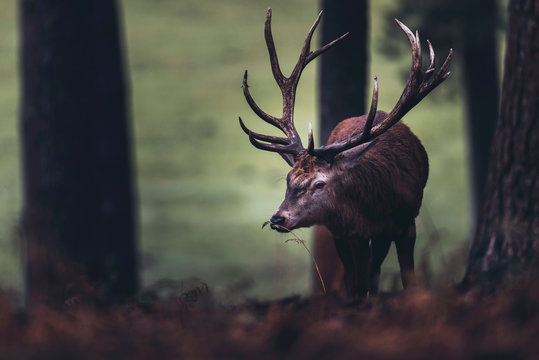 Red deer stag smelling blade of grass in autumn forest.
