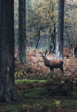Red deer stag standing in fall pine tree forest.