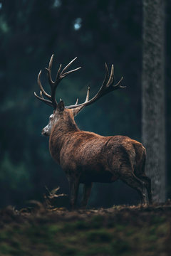 Male red deer with big antlers in dark autumn pine forest. Rear view.