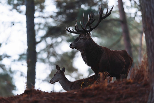 Red deer stag with hind in misty autumn forest.