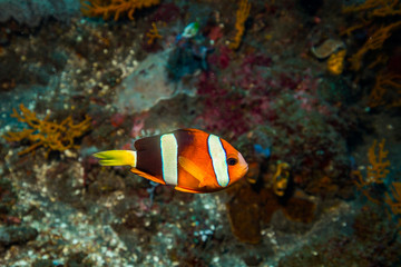 Fototapeta na wymiar Clownfish