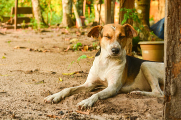 cachorro do sítio