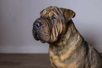 Obraz premium Portrait of Red Wrinkled Sharpei Dog