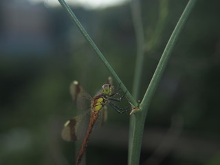 Dragonfly sits on the stalk of grass. Winged flying insect.